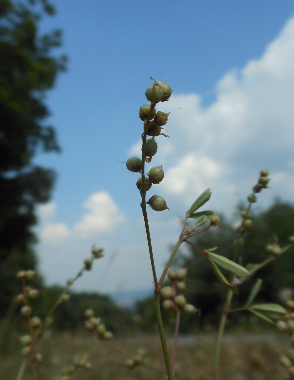 Trigonella wojciechowskii (=Melilotus neapolitanus) / Meliloto napoletano